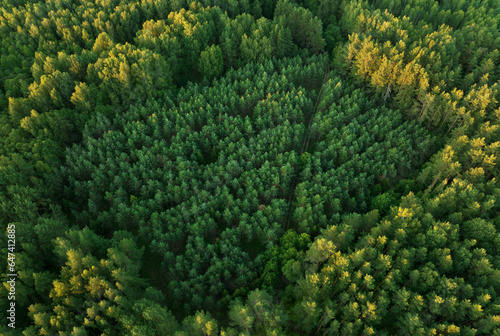Forest, aerial view. Forest destruction, felling of trees. Illegal logging. Spruse Forest Landowners Tree Planting, drone view. Forests illegal disappearing. Deforestation, tree planted, cut down. © MaxSafaniuk