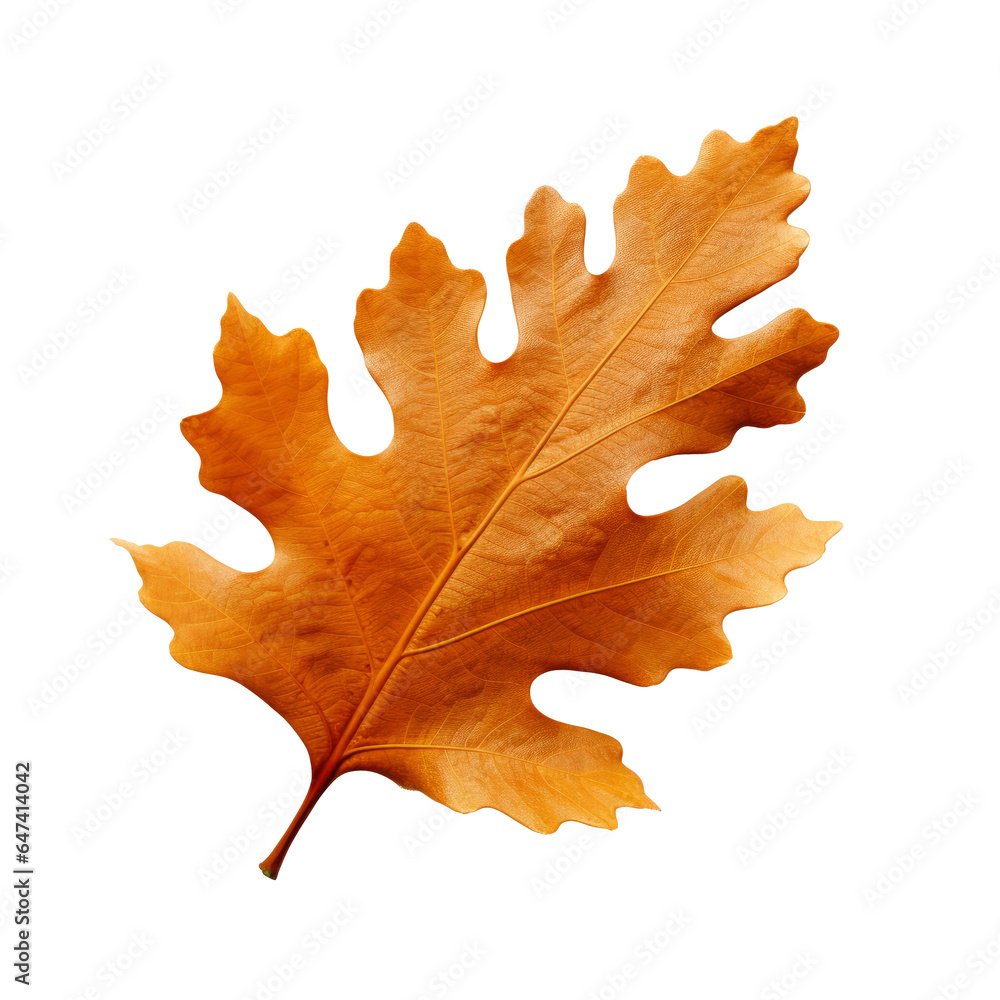 Fototapeta premium Autumn Oak Leaf Isolated Transparent PNG for Fall Orange Brown Foliage