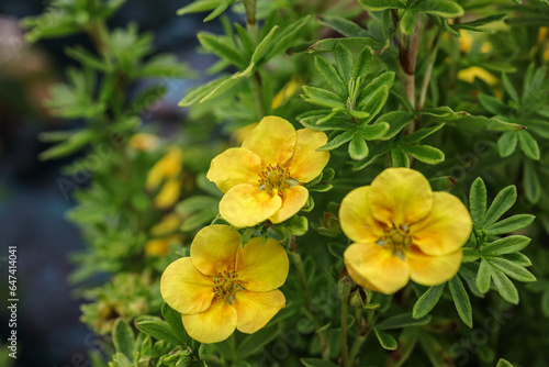 Dasiphora fruticosa is a species of hardy deciduous flowering shrub in the family Rosaceae. Common names include shrubby cinquefoil, golden hardhack, bush cinquefoil, shrubby five-finger. photo