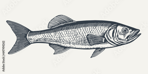 Sardine. Vintage woodcut engraving style vector illustration.