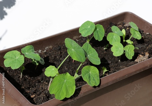 round green leaves of growing in pot  seedlings nasturium plant photo