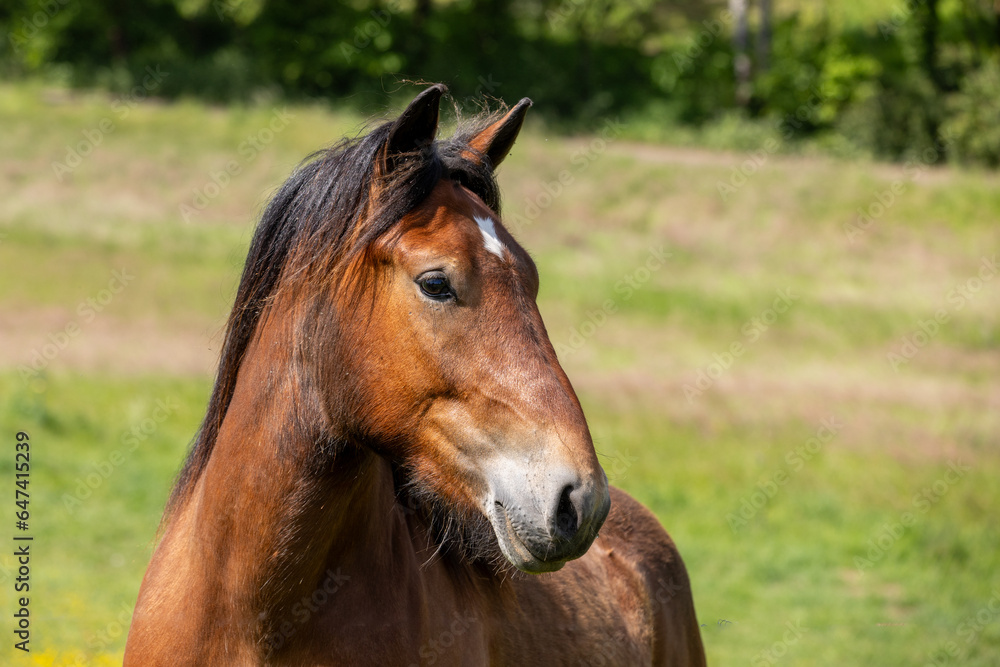 Kaltblut Portrait