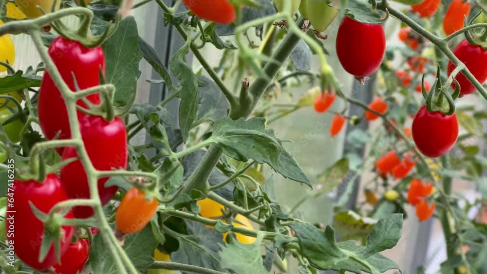 Hand show tomato in reenhouse. concept country life, lifestyle, organic, growing, hobby, eco Hand show tomato in reenhouse. concept country life, lifestyle, organic, growing, hobby, eco