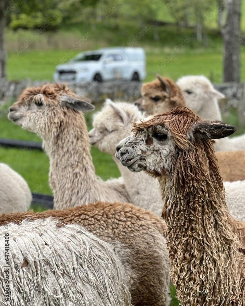 Group of different colour fur alpacas on the farm 