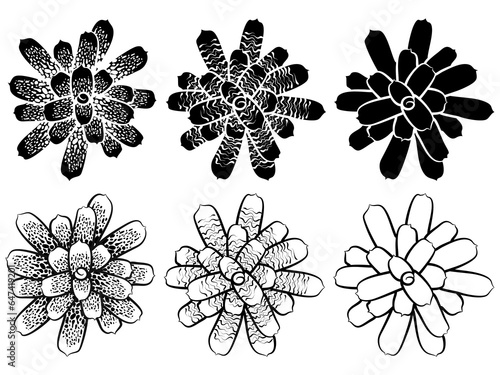 Foto llustration of bromeliads in black and white, positive and negative versions