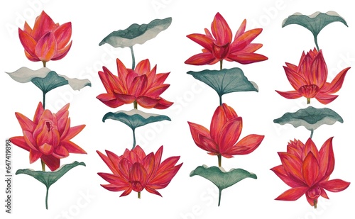 Watercolor colorful lotus flowers  wallpaper  background  postcard. Luxurious flowers.