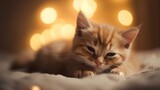 adorable kitten sleeping on a bed