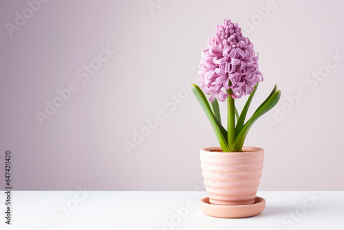 Hyacinth flower in a pot. Mockup. Space for text.