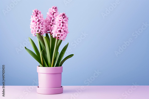 Hyacinth flower in a pot. Mockup. Space for text.