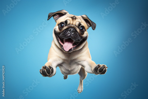 Pug dog jumping on blue background