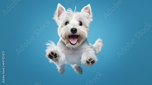 West Highland White Terrier dog jumping on blue background