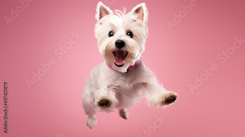 West Highland White Terrier dog jumping on pink background