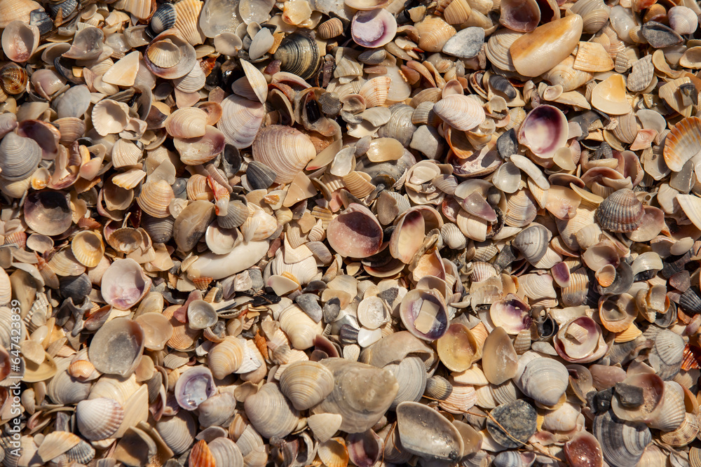 texture of seashells on the seashore top view