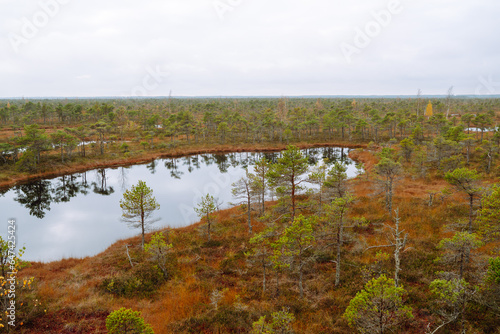 Swamps in the autumn forest. View of a wetland in a natural park. Swamp landscape. Concept of nature.