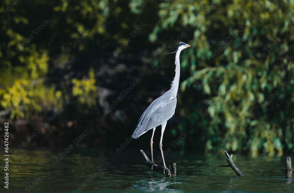 Fototapeta premium Photo of a bird perched on a branch, surrounded by calm waters