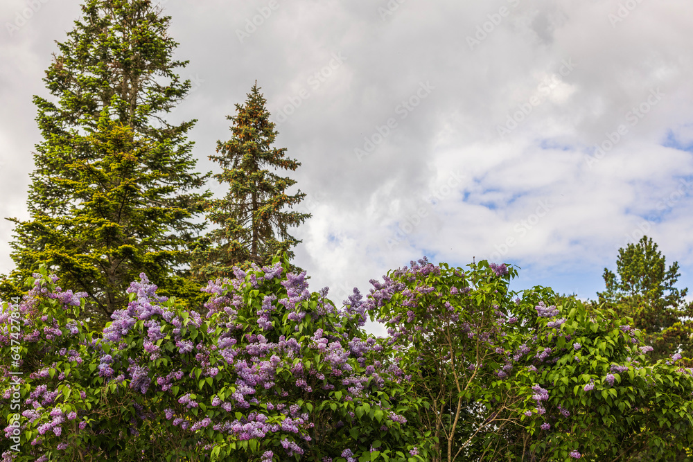 Obraz premium Beautiful view of lilac bushes and pine trees tops on white clouds background. 