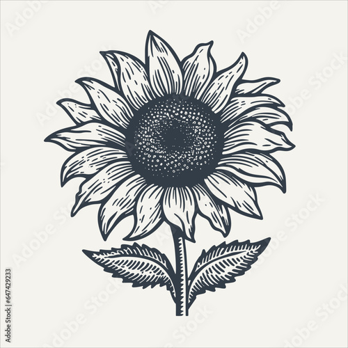 Sunflower. Vintage woodcut engraving style vector illustration.