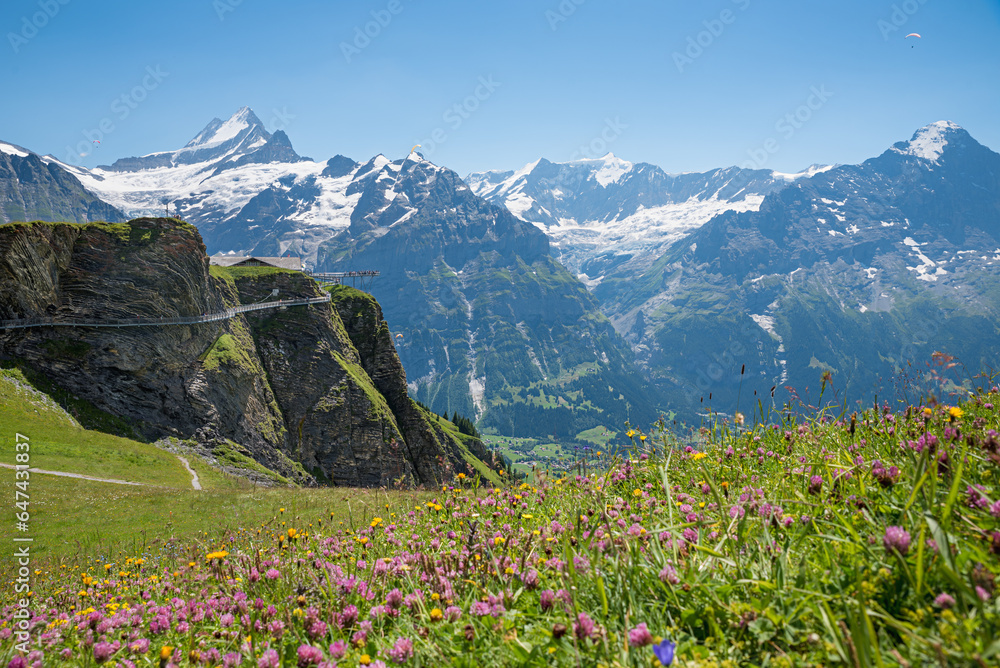 alpine landscape with flowers and view to bernese alps, Grindelwald First, Cliff walk