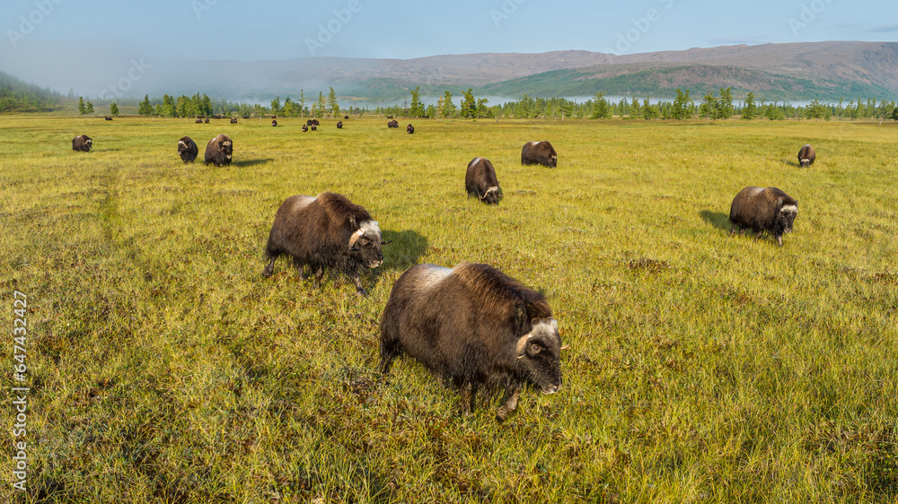 a herd of musk oxen in the national park in the polar Urals