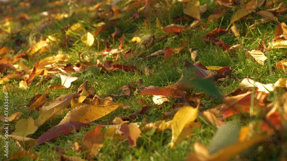 CLOSE UP: Colourful autumn leaves fallen from forest trees lying on green grass. Fall foliage colored in vibrant shades glowing on a sunny day. Beautiful color contrast between bright leafage and turf CLOSE UP: Colourful autumn leaves fallen from forest trees lying on green grass. Fall foliage colored in vibrant shades glowing on a sunny day. Beautiful color contrast between bright leafage and turf