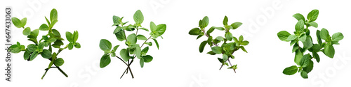Png Set transparent background with isolated oregano leaves