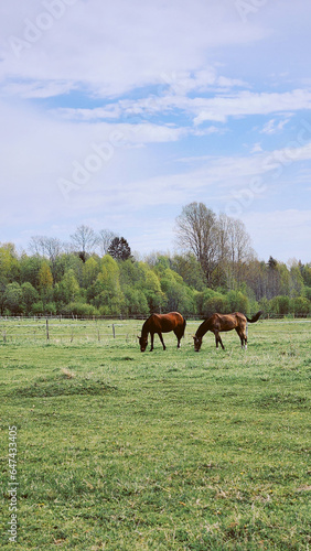 Thoroughbred horses grazing in field next to forest. Beautiful rural landscape. Vertical photo. High quality photo © lara-sh