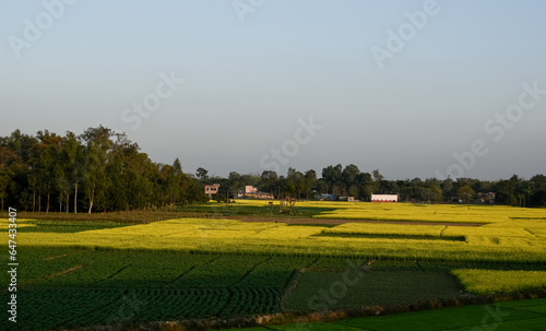 Indian agricultural fields. Rural life. Villages in India . Crop paddy wheat.  Bengal rural fields. Agriculture 