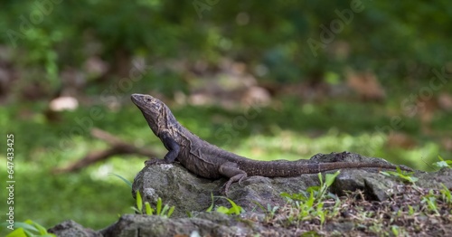 Lizard taking the sun while resting on a rock.