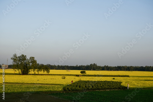 Fields of India. Crop fields. Paddy wheat fields. Bengal rural life. Indian villages. 