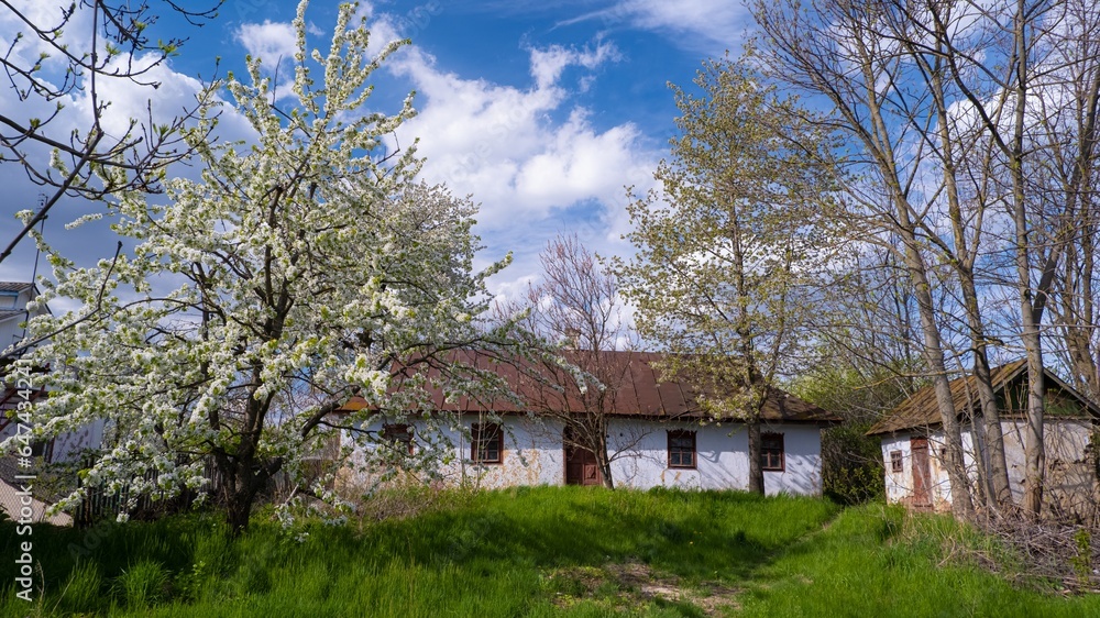 old sweet cherry tree blossom, abandoned house facade and barn in small yard, white flower and bud on thin twig, evening sky cloud, light and shadow play on grass lawn, traditional Ukrainian village