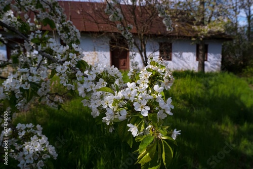 old sweet cherry tree in rich blossom in the sun, low key dark image, white flower and buds on thin twigs, light and shadow play, grass lawn in small yard, abandoned shabby house, Ukrainian village