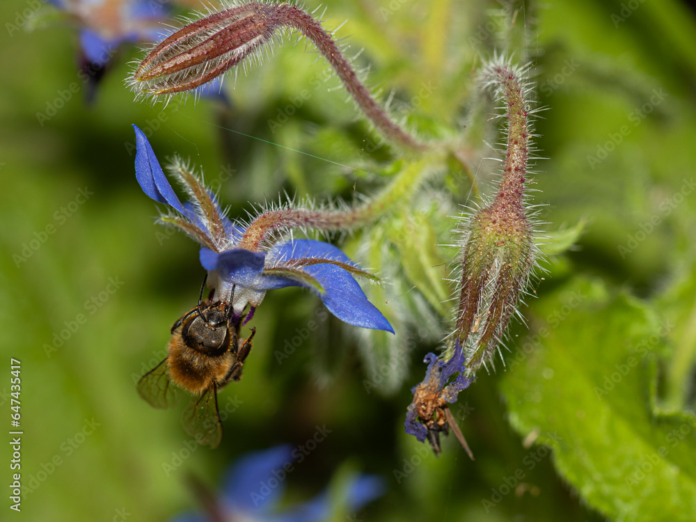 Graceful bee delicately collecting nectar from a vibrant borage flower on a sunny day Graceful bee delicately collecting nectar from a vibrant borage flower on a sunny day
