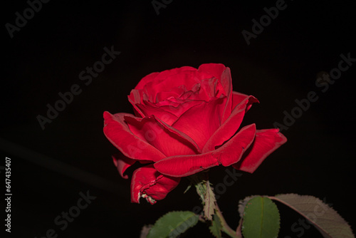 isolated rose flower