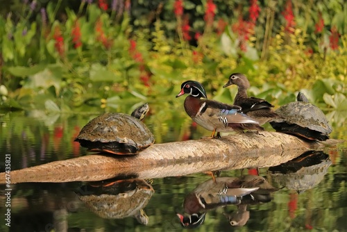 Photography Male Female Wood Duck Silver Springs State Park Ocala Florida