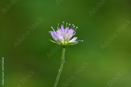 close up of pink flower