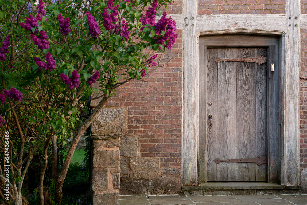 lilac bushes blooming by old door on brick house lilac bushes blooming by old door on brick house
