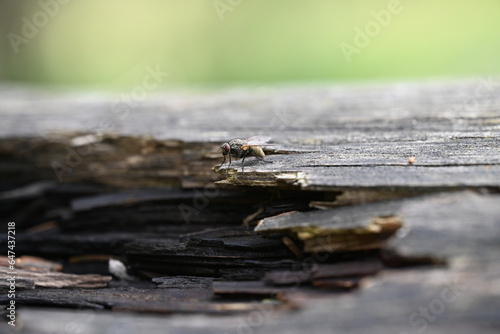 fly on a log