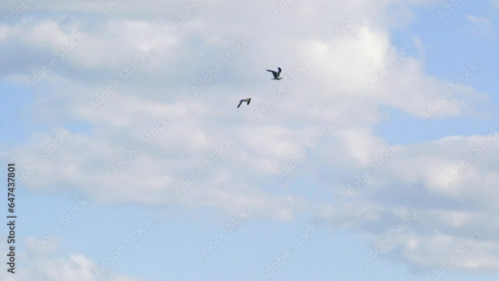 Birds above the vineyards in Europe, in France, in Burgundy, in Nievre, in Pouilly sur Loire, towards Nevers, in summer, on a sunny day. Birds above the vineyards in Europe, in France, in Burgundy, in Nievre, in Pouilly sur Loire, towards Nevers, in summer, on a sunny day.