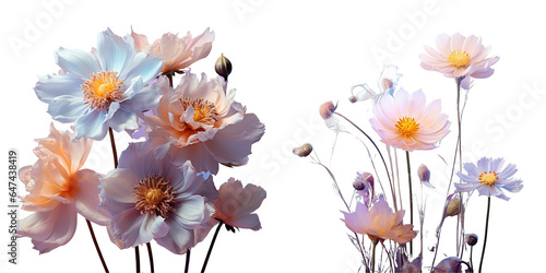 Png Set Flower in a field transparent background