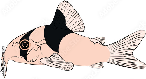 tank catfish Corydoras panda, panda catfish species of the family Callichthyidae graphic illustrations aquarium fish