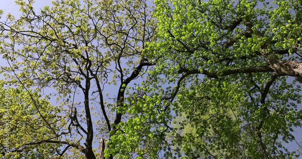 green foliage on a chestnut tree in the spring season, the first beautiful and bright foliage on chestnuts in spring green foliage on a chestnut tree in the spring season, the first beautiful and bright foliage on chestnuts in spring