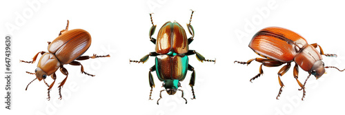 Png Set Isolated aerial view of a beetle on a transparent background
