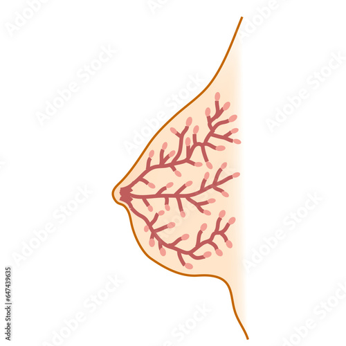Mammary gland woman gland human body illustration, vector, human, body, science, biology, art