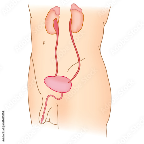 Human urinary system illustration vector human body science biology