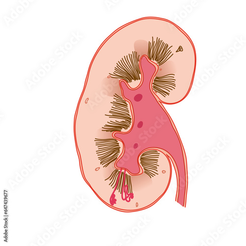 kidney anatomy human organs illustration vector human body science biology
