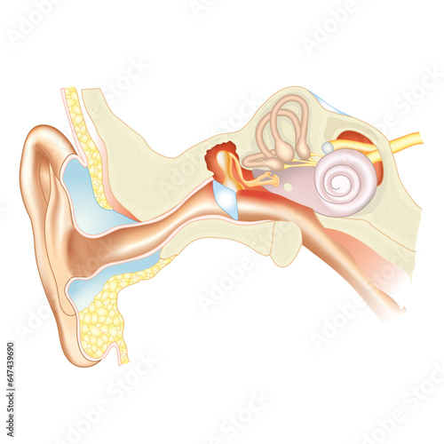 Ear and auditory system illustration vector biology science