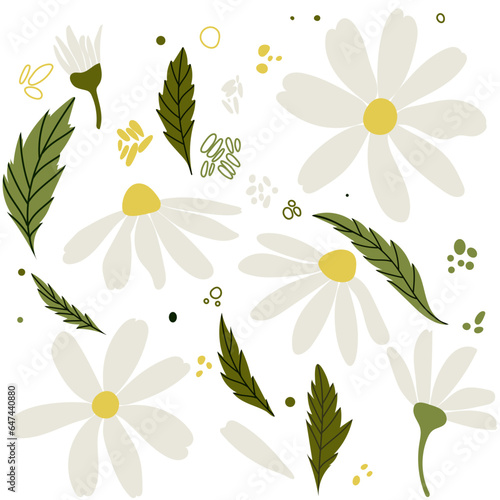 White daisy chamomile flowers. Camomile vector illustration set. Cute round flower head plant nature collection. Decoration element Love card symbol. Flat design for cards, packaging, prints, textile