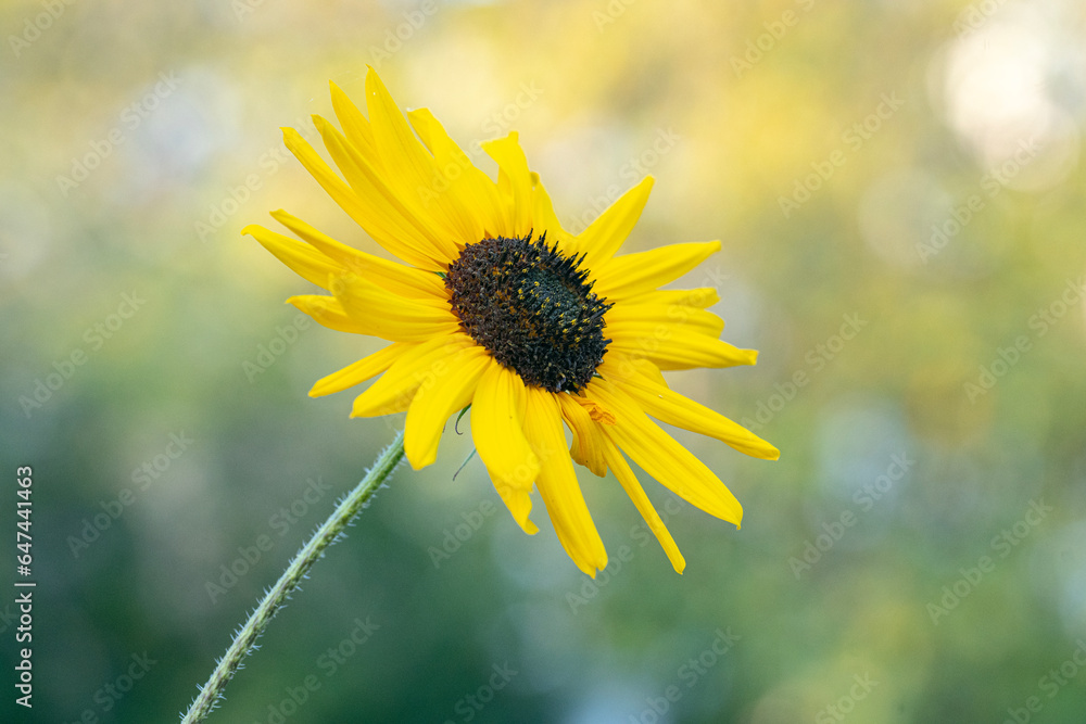 Fototapeta premium Sonnenblume 1