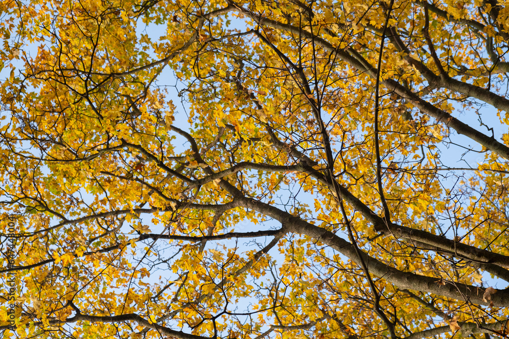 Orange yellow autumn leaves on sky background. Fall season, october, november time Orange yellow autumn leaves on sky background. Fall season, october, november time