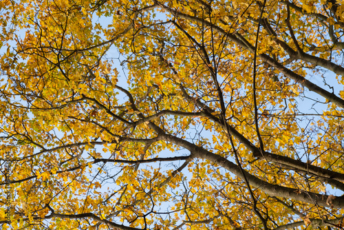 Orange yellow autumn leaves on sky background. Fall season, october, november time